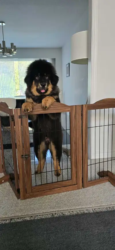 Male Tibetan Mastiff Puppy, View more