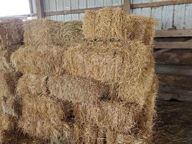 STRAW BALES in Other in Edmonton