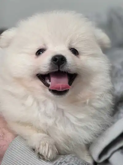 All white pure Pomeranian puppy - born Dec 1, View more