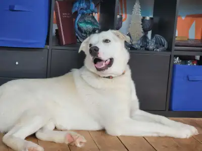 Mastiff/ Pyrenees Puppy for sale, View more
