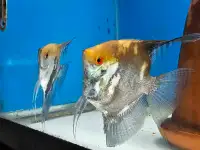 Proven Pair of Angel fish- SALE