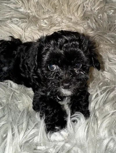 Caniche et Maltipoo, View more