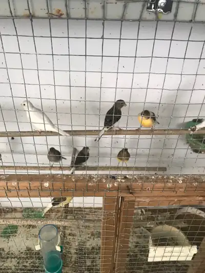 canary for sale  $80, View more