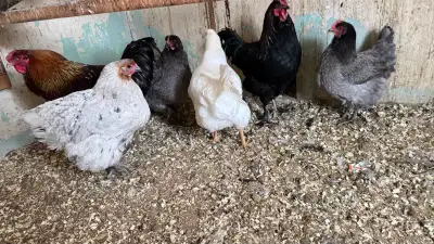 laying hens , View more