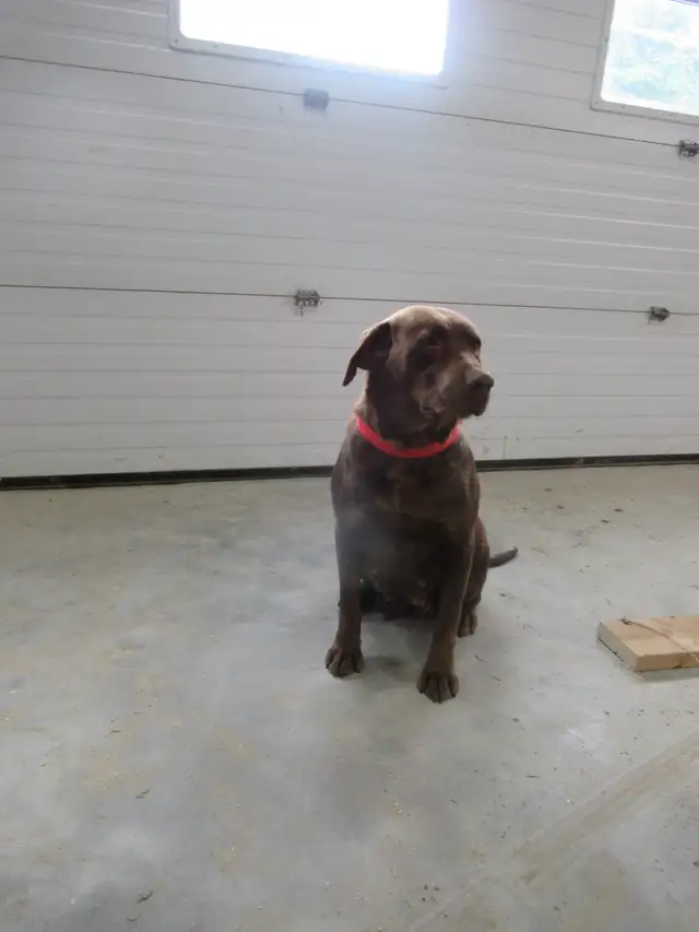 Chocolate Labrador Retriever in Dogs & Puppies for Rehoming in Woodstock - Image 2