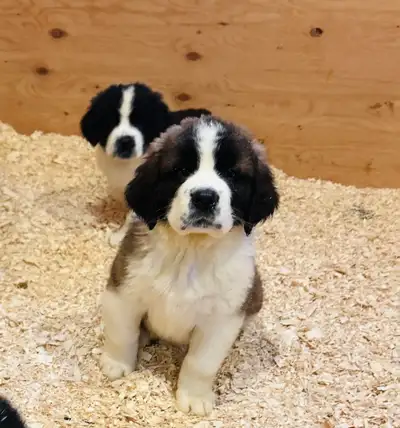 SAINT-BERNEWFIE, View more