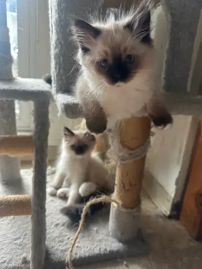 Purebred Ragdoll kittens $1000, View more