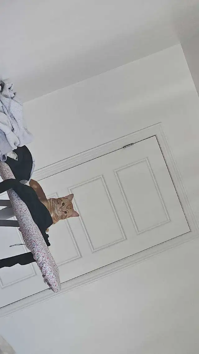 cat for sale | Cats & Kittens for Rehoming | City of Montréal | Free ...