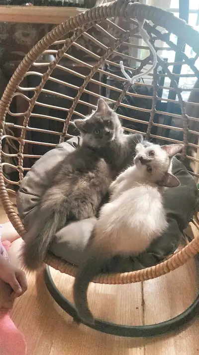 Munchkin Napoleon Kittens(2 left), View more