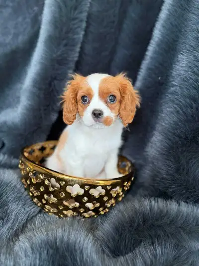 Cavalier King Charles Spaniel Puppy, View more