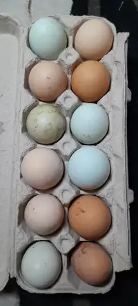 Hatching or eating eggs
