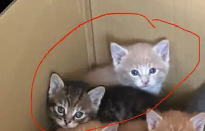 CHATONS KITTENS iciiiiii, View more