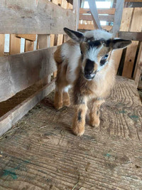 Nigerian dwarf goat 