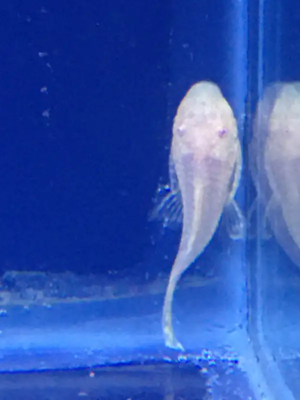 Bristlenose Plecos in Fish for Rehoming in Owen Sound - Image 2