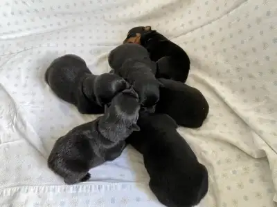 CKC Registered Purebred Rottweiler Puppies - Camrose AB, View more