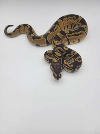 2025 baby ball python , View more