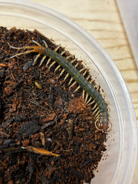 African Long Tailed Centipedes!
