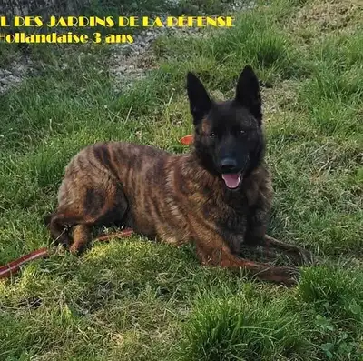 Dutch shepherd puppies from FCI LOF UKC parents -working line Puppies Ukc registered Born May 3rd 25...