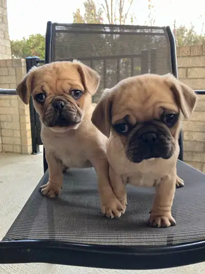 MALE PUGGLE PUPPIES FOR REHOMING!, View more