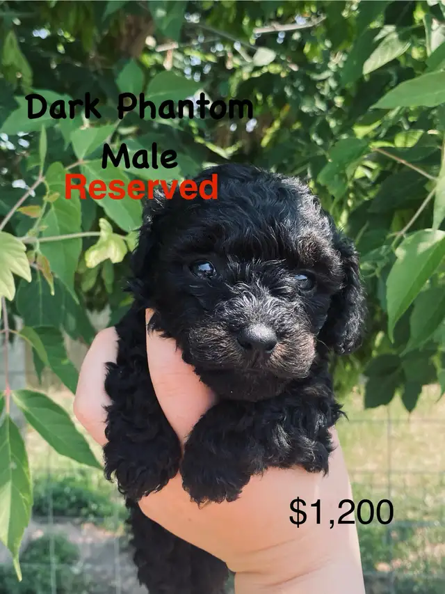 Toy Poodle Puppies ( only 3 left ) ready in 1.5 weeks in Dogs & Puppies for Rehoming in Winnipeg - Image 7