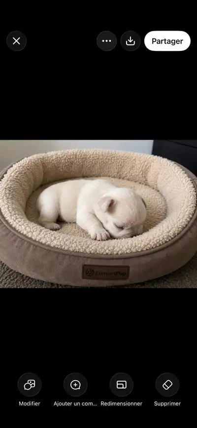 ADORABLE CREAM FRENCH BULLDOG PUPPIES bouledogue français, View more