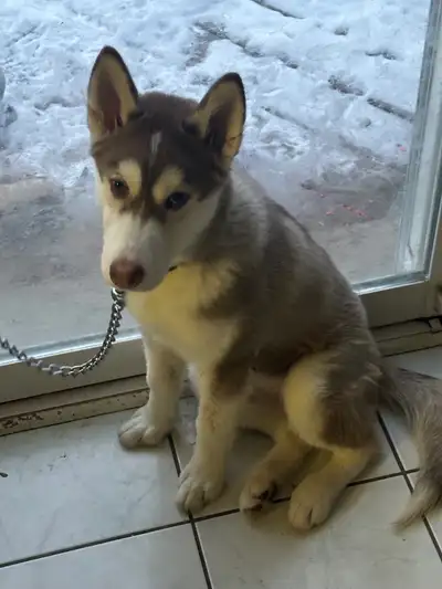 Red Husky puppy, View more