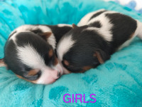 Exceptional quality Biewer Terrier puppies