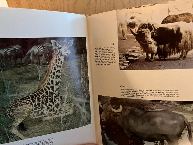 The Illustrated Encyclopedia of Animal Life  Volumes 1-19 in Non-fiction in Campbell River - Image 2