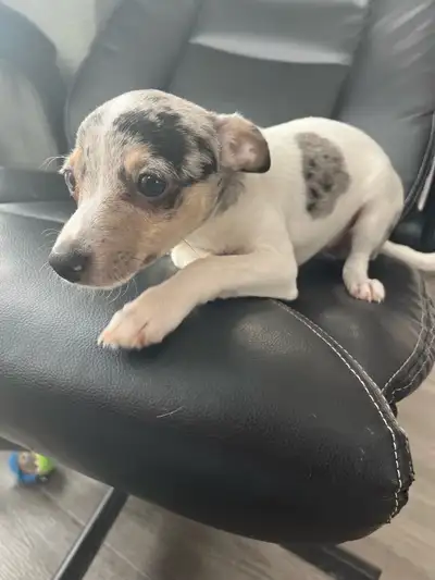 Chiot Rat Terrier miniature Femelle , View more