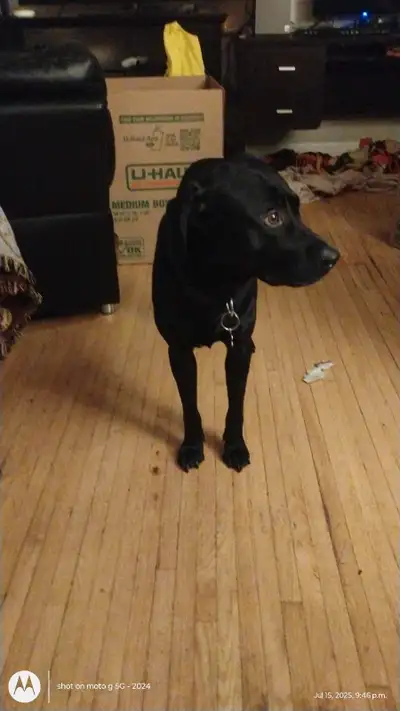 dog for sale, View more