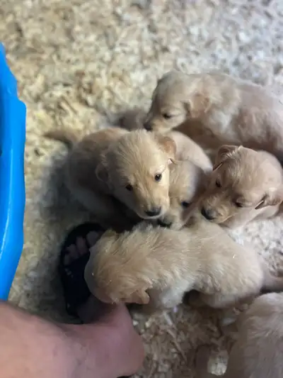 chiots golden à vendre, View more