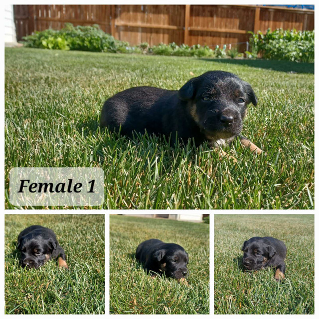 Puppies for Sale in Dogs & Puppies for Rehoming in Lethbridge - Image 4