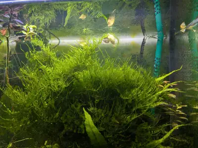 Java Moss for sale, View more