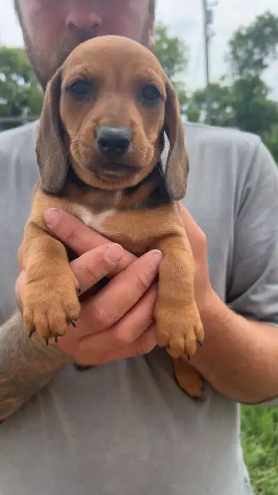 Piebald miniature dachshund puppies! Dad is a CKC registered chocolate piebald (pictured in last pic...
