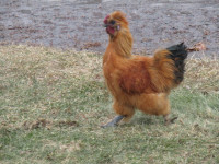 Jeune Coq soyeux / Young Silkie Rooster
