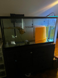 75 gallon aquarium obo