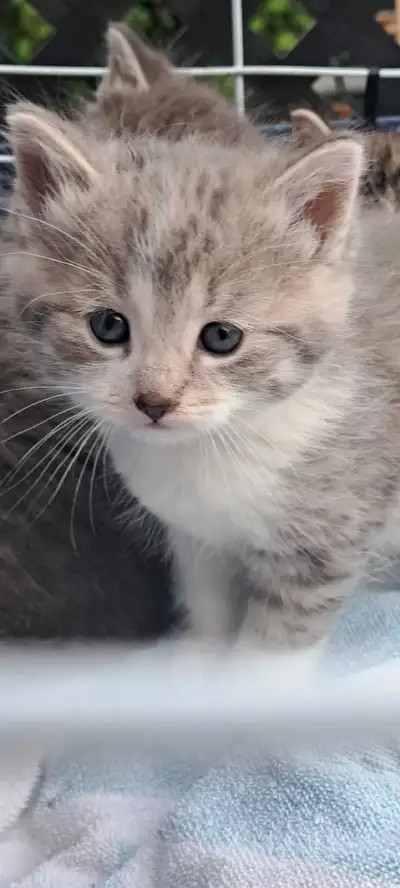 Tabby Kittens, View more