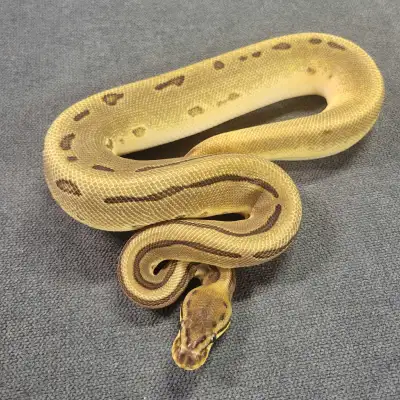 2025 female od pin leo het hypo ph clown ball python Eating ft rats Friendly and easy to handle Snak...