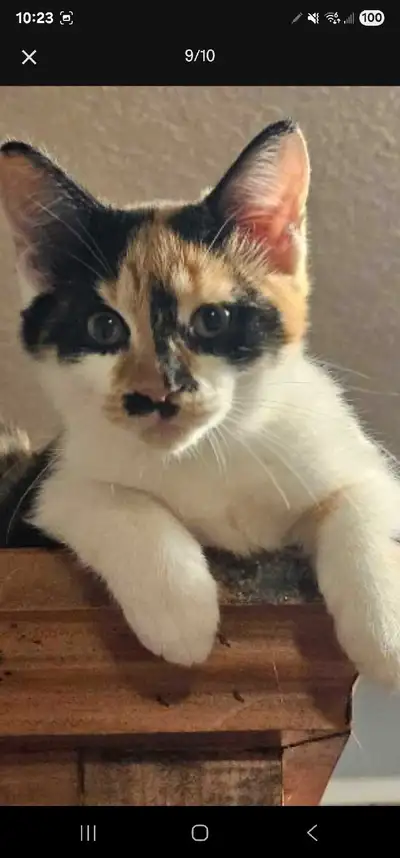 4 Months old kitten, View more