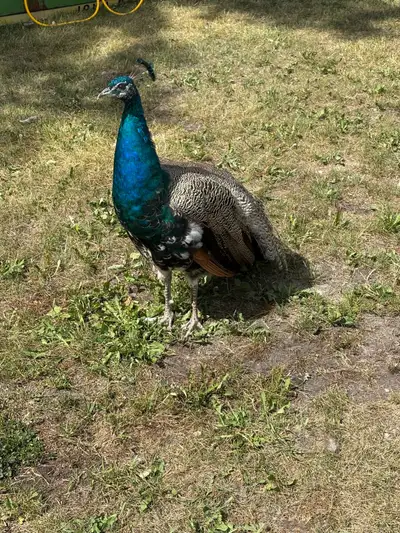 1 year old male peacocks for sale, View more