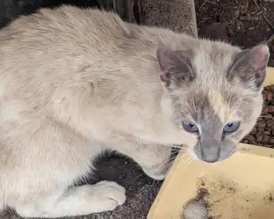 Young light colored female kitty found in the Balzac area. Blue eyes, grey ears and nose. She is sma...