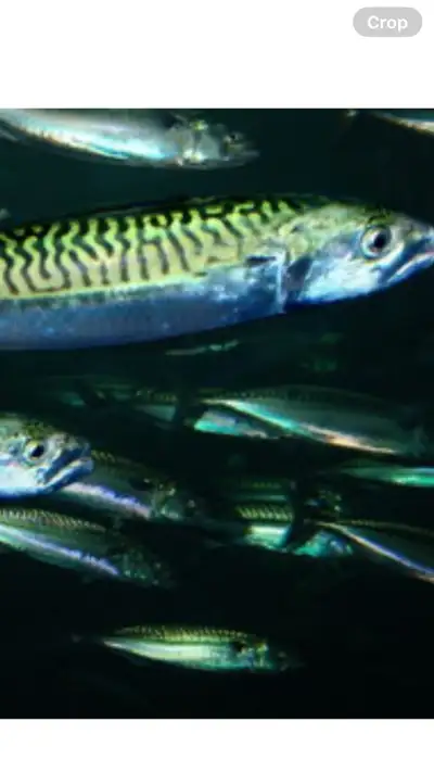 Selling a commercial mackeral license for gillnet(set or fixed) and handline. Licence is good for ar...