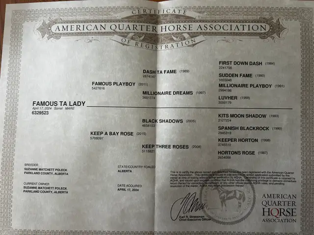 2yr old Dash Ta Fame Barrel Futurity Prospect  in Horses & Ponies for Rehoming in St. Albert - Image 7