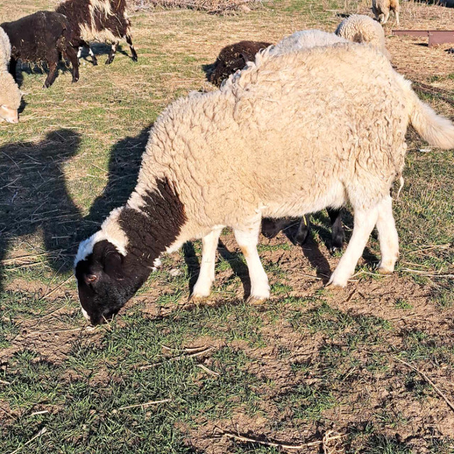 Dorper Ewe with Ewe Lamb in Livestock in Swift Current - Image 3