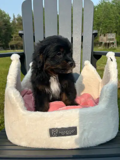 Pomeranian poodle puppy 1 left, View more