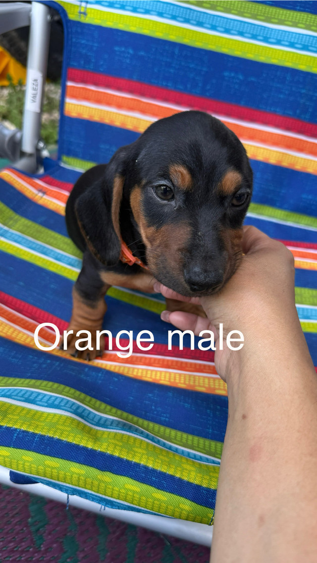 mini dachshund in Dogs & Puppies for Rehoming in Winnipeg - Image 3