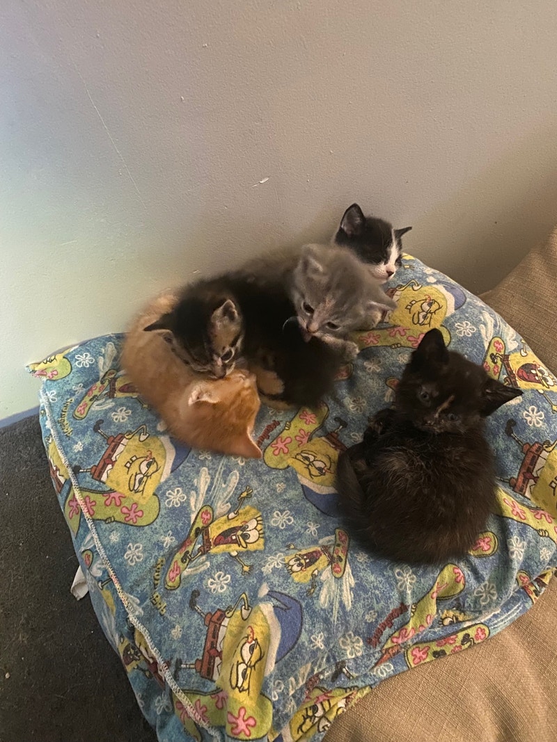 Kittens looking for forever homes Cats & Kittens for Rehoming St