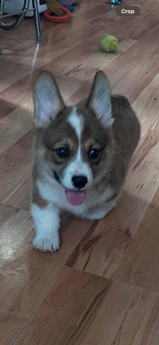 Pembroke Welsh Corgis ready now! in Dogs & Puppies for Rehoming in Barrie - Image 2