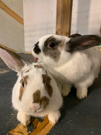 Bonded Pair of Rabbits (both fixed)