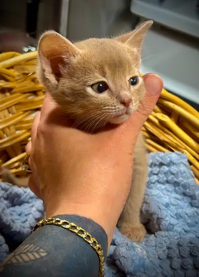 ! BÉBÉS ABYSSINS !, View more